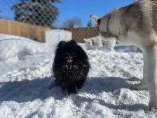 A family home for your furry baby - Photo 7