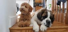 A family home for your furry baby - Photo 9