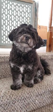 A family home for your furry baby - Photo 10