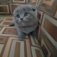 Scottish Straight and Scottish Fold kittens CCA/AFC registered - Photo 6