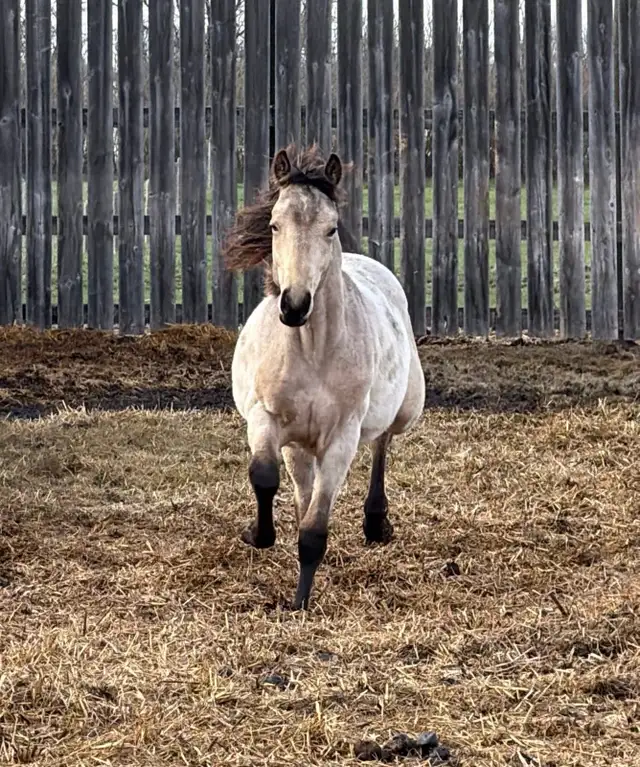 2025 AQHA Buckskin Roan Stud Colt