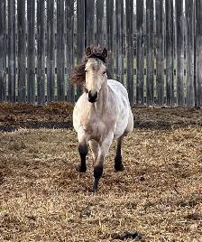 2025 AQHA Buckskin Roan Stud Colt