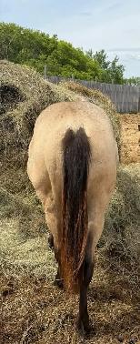 2025 AQHA Buckskin Roan Stud Colt - Photo 2