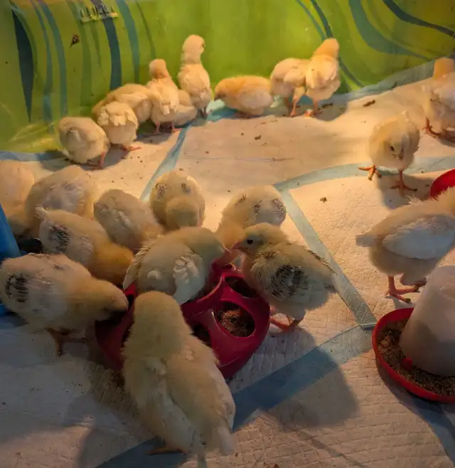Columbian Rock Pullet Chicks