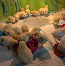 Columbian Rock Pullet Chicks