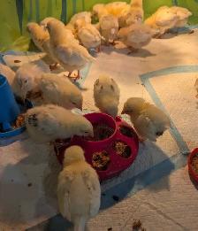 Columbian Rock Pullet Chicks - Photo 2