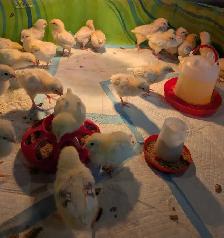 Columbian Rock Pullet Chicks - Photo 3