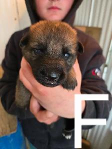 REGISTERED GERMAN SHEPHERD PUPS