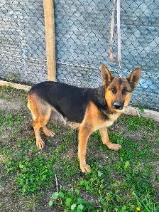 REGISTERED GERMAN SHEPHERD PUPS - Photo 9