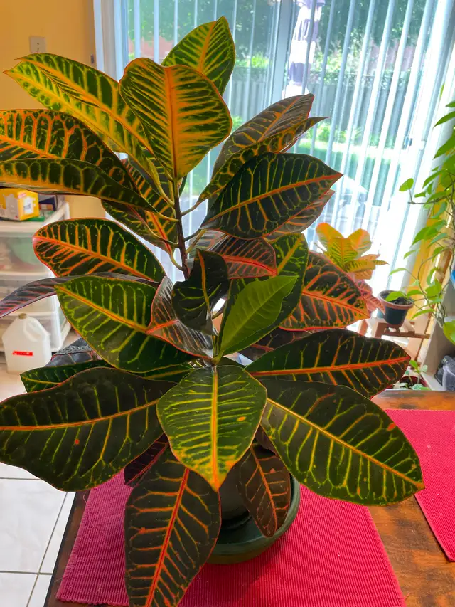 Indoor plant - Beautiful Croton 3 ft tall