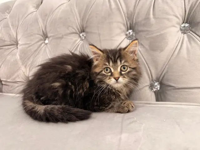 ❤️ Siberian kittens ❤️(437) 292-1163