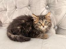 ❤️ Siberian kittens ❤️(437) 292-1163 - Photo 2