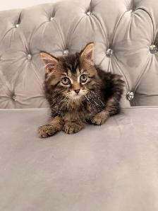 ❤️ Siberian kittens ❤️(437) 292-1163 - Photo 3