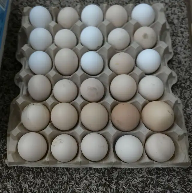 30 hatching Eggs!