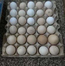 30 hatching Eggs!