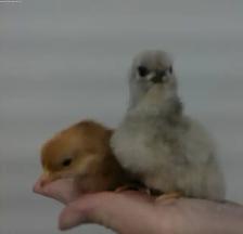 30 hatching Eggs! - Photo 2