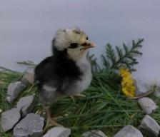 30 hatching Eggs! - Photo 3