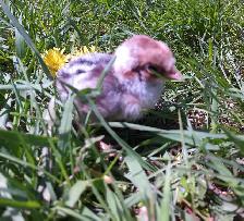 30 hatching Eggs! - Photo 4