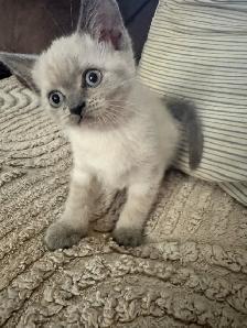 Scottish fold Siamese kittens
