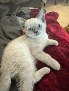 Scottish fold Siamese kittens - Photo 2