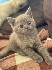 Scottish fold Siamese kittens - Photo 4