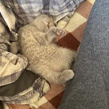 Scottish fold Siamese kittens - Photo 6