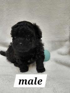 Malshipoos - Photo 4