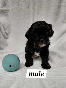 Malshipoos - Photo 6