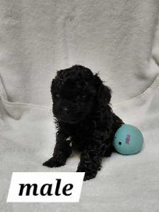 Malshipoos - Photo 7