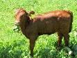 2 month old heifer calf