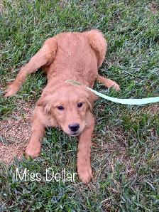 The Sweetest Retriever Puppies! - Photo 2