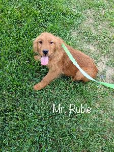 The Sweetest Retriever Puppies! - Photo 3