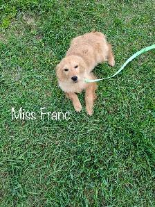 The Sweetest Retriever Puppies! - Photo 4