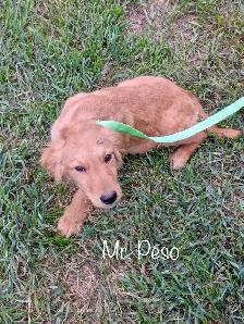 The Sweetest Retriever Puppies! - Photo 5