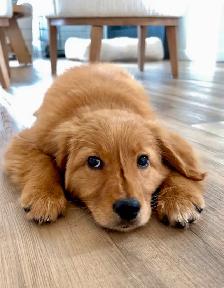 The Sweetest Retriever Puppies! - Photo 6