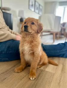 The Sweetest Retriever Puppies! - Photo 7