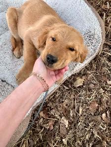 The Sweetest Retriever Puppies! - Photo 8