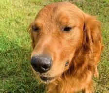 The Sweetest Retriever Puppies! - Photo 9