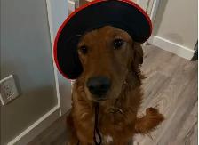 The Sweetest Retriever Puppies! - Photo 10