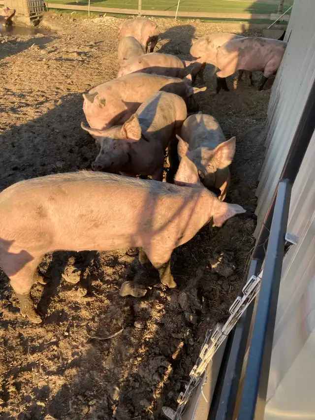 weanling pigs for sale