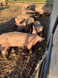 weanling pigs for sale