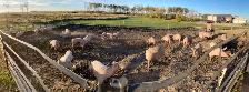 weanling pigs for sale - Photo 2
