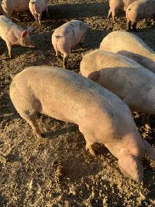 weanling pigs for sale - Photo 3