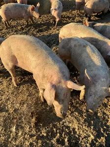 weanling pigs for sale - Photo 4