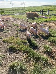 weanling pigs for sale - Photo 5