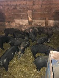 weanling pigs for sale - Photo 6