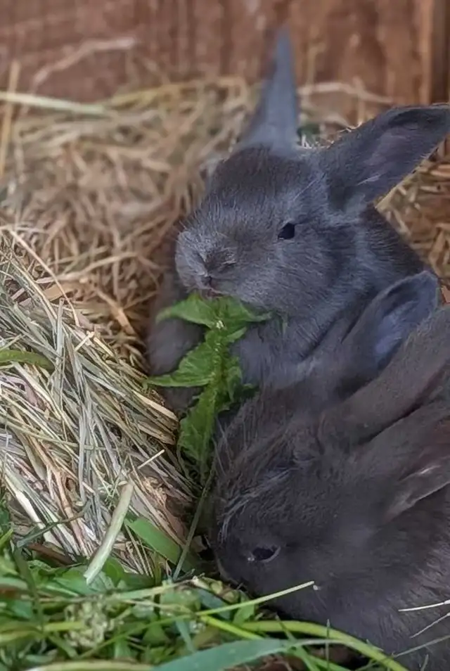 Blue New Zealand bunny rabbits