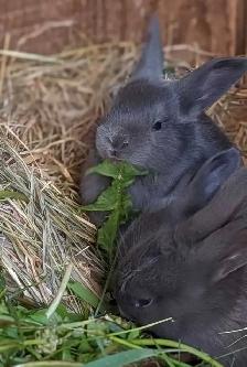 Blue New Zealand bunny rabbits