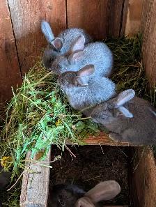 Blue New Zealand bunny rabbits - Photo 2