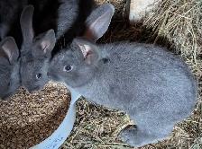 Blue New Zealand bunny rabbits - Photo 3